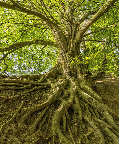 Root Removal